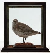 Taxidermy Cased Knot on naturalistic base, 27 x 23cm