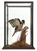 Taxidermy Cased Great Spotted Woodpecker on naturalistic base, 43 x 26cm