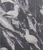 AR Fran Knowles (contemporary), pair of Gannet on a cliff, pencil drawing, signed lower left, 47 x