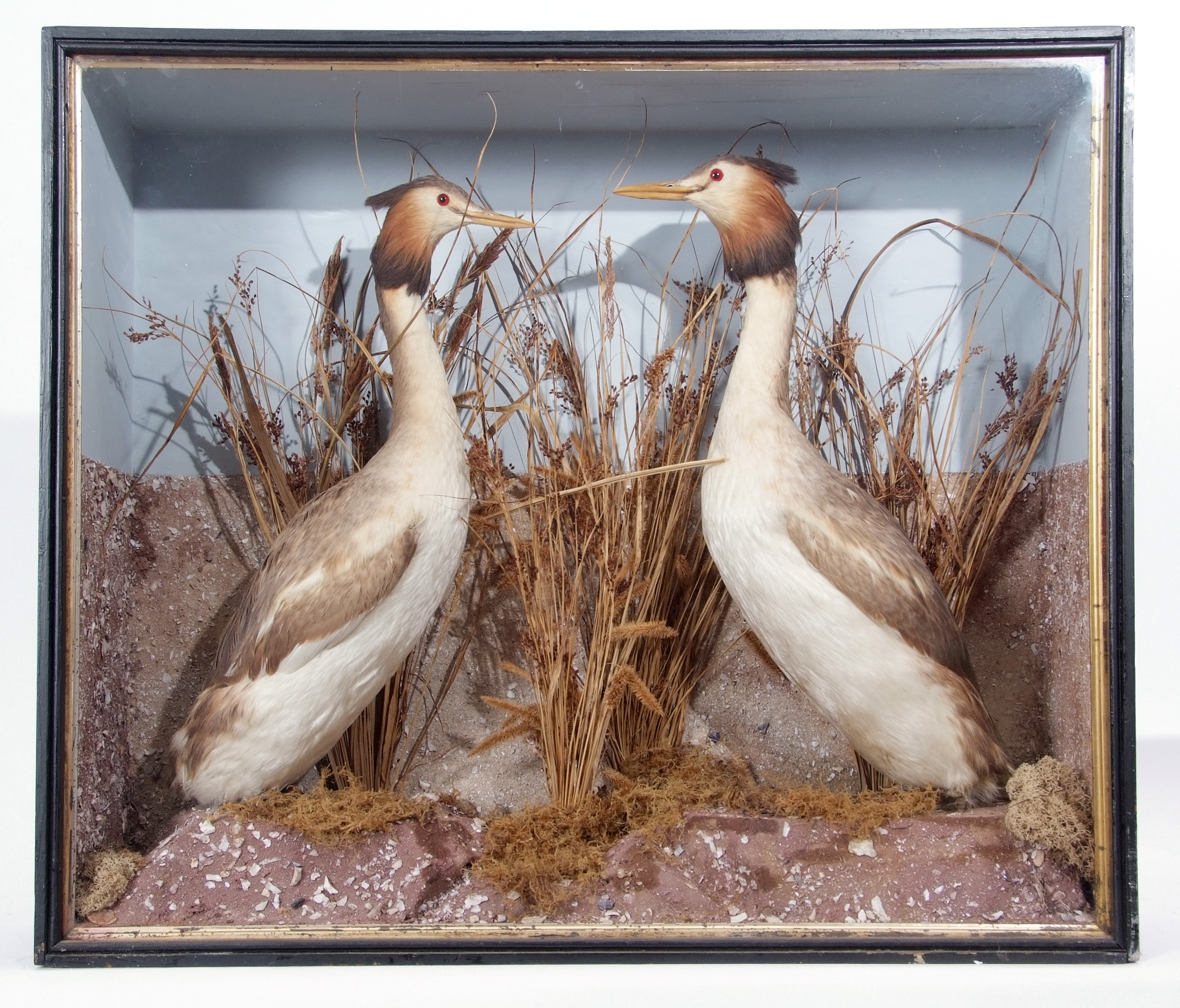 Taxidermy Cased pair of Great Crested Grebes in naturalistic setting, 59 x 69cm
