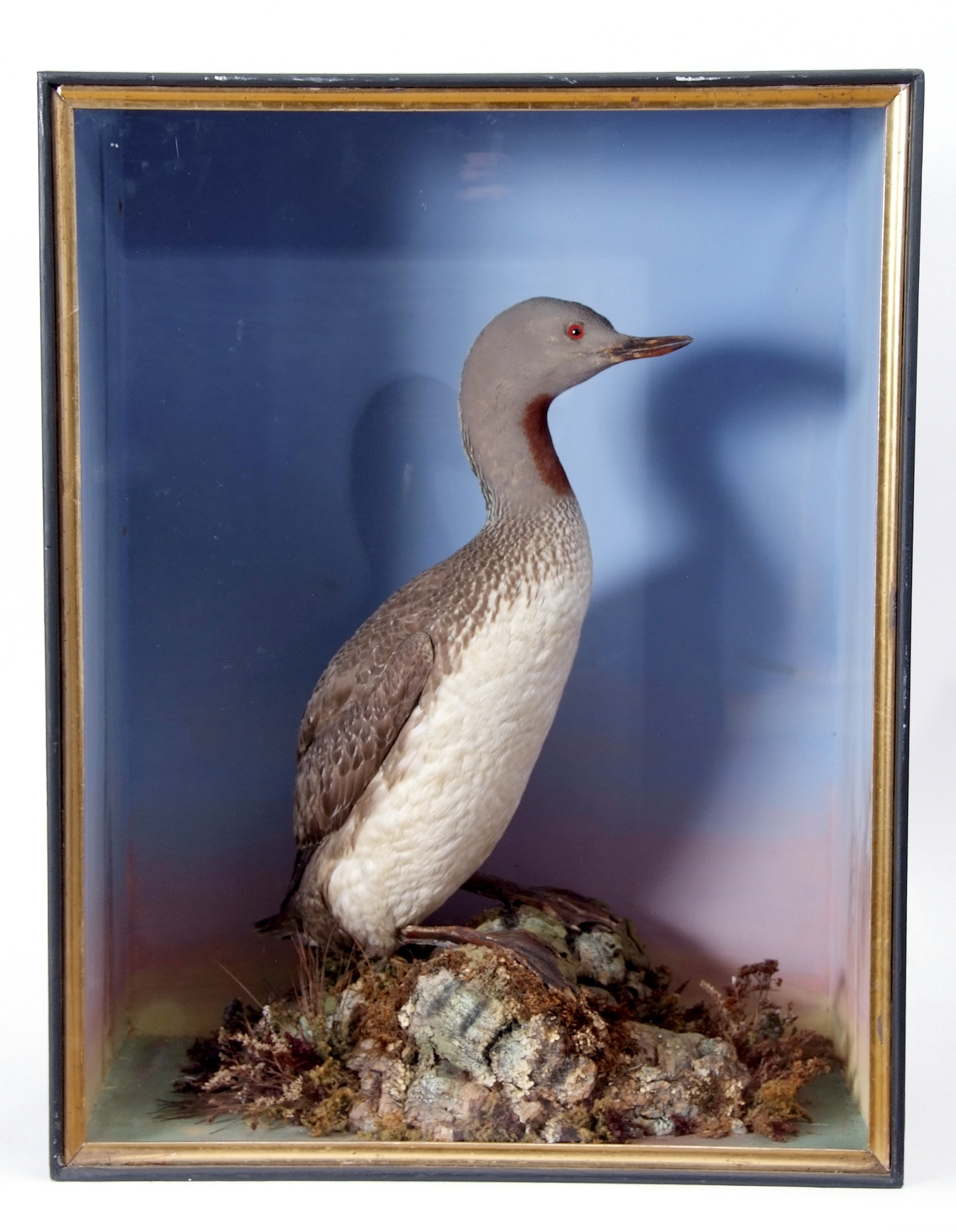 Taxidermy Cased Red Throated Diver in naturalistic setting, 69 x 54cm