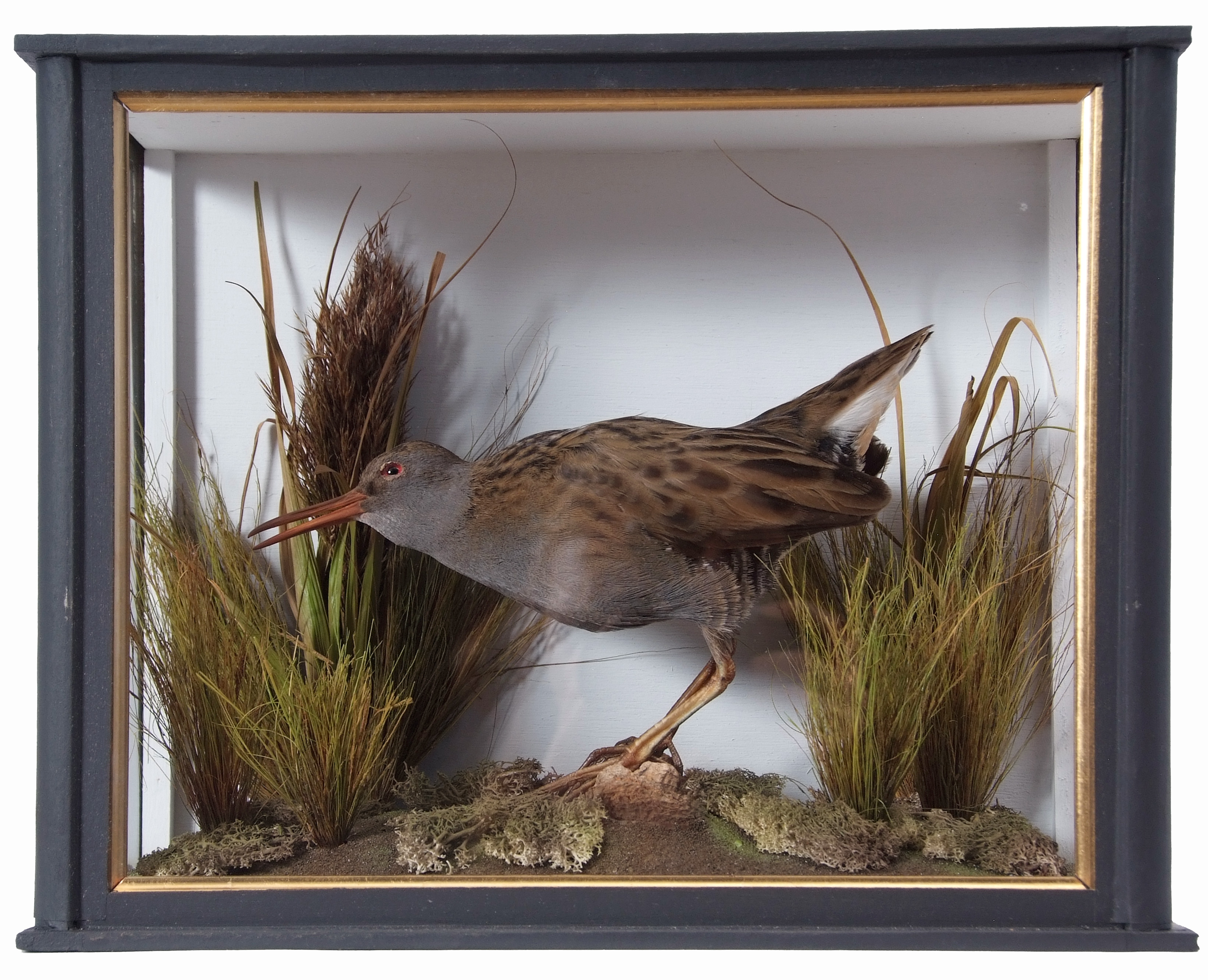 Taxidermy Cased Water Rail in naturalistic setting, 28 x 34cm