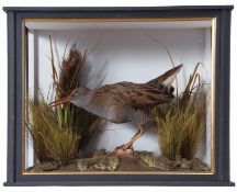Taxidermy Cased Water Rail in naturalistic setting, 28 x 34cm