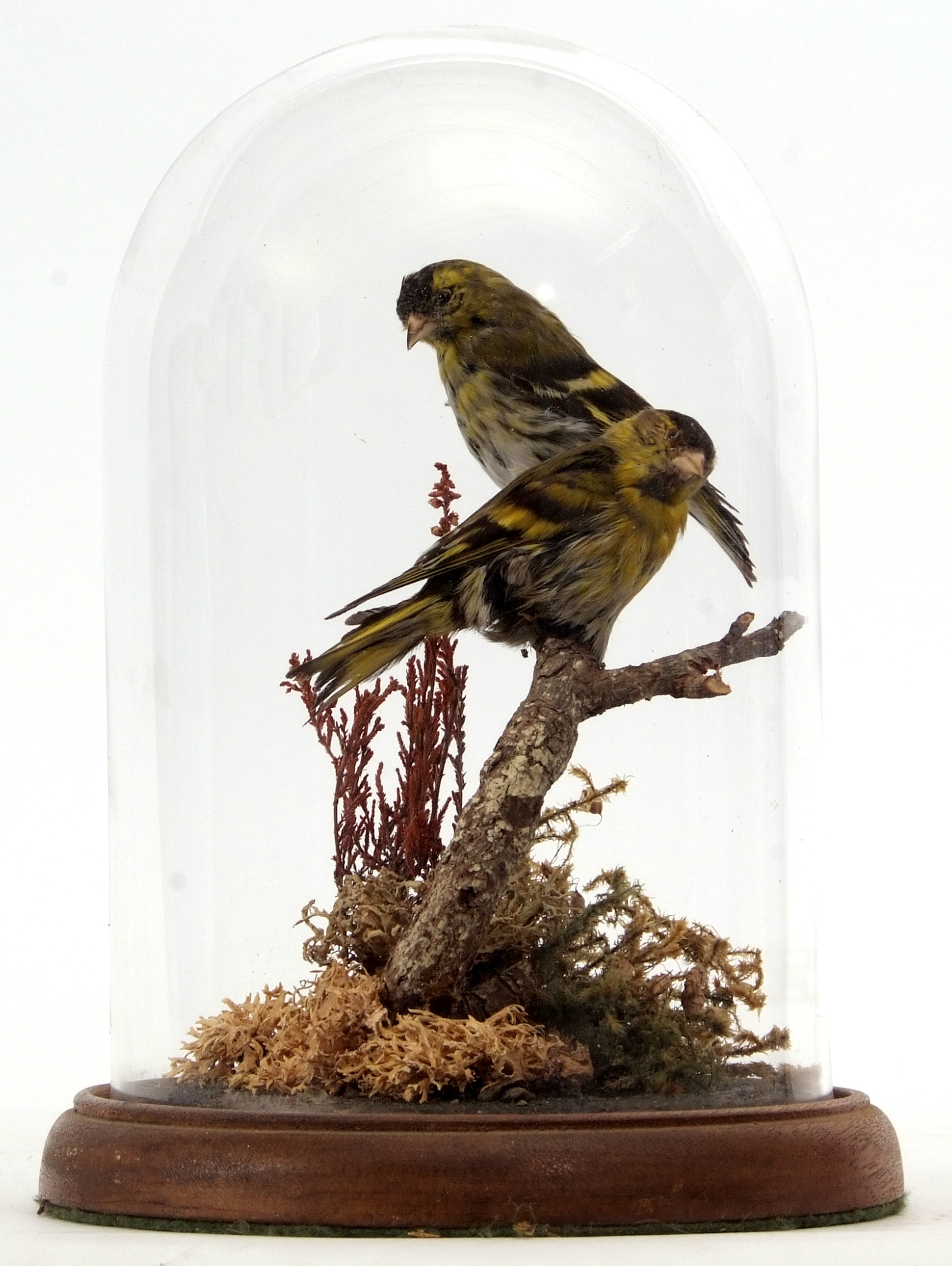 Taxidermy Domed pair of Siskin on naturalistic base, 25cm high