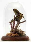 Taxidermy Domed pair of Siskin on naturalistic base, 25cm high