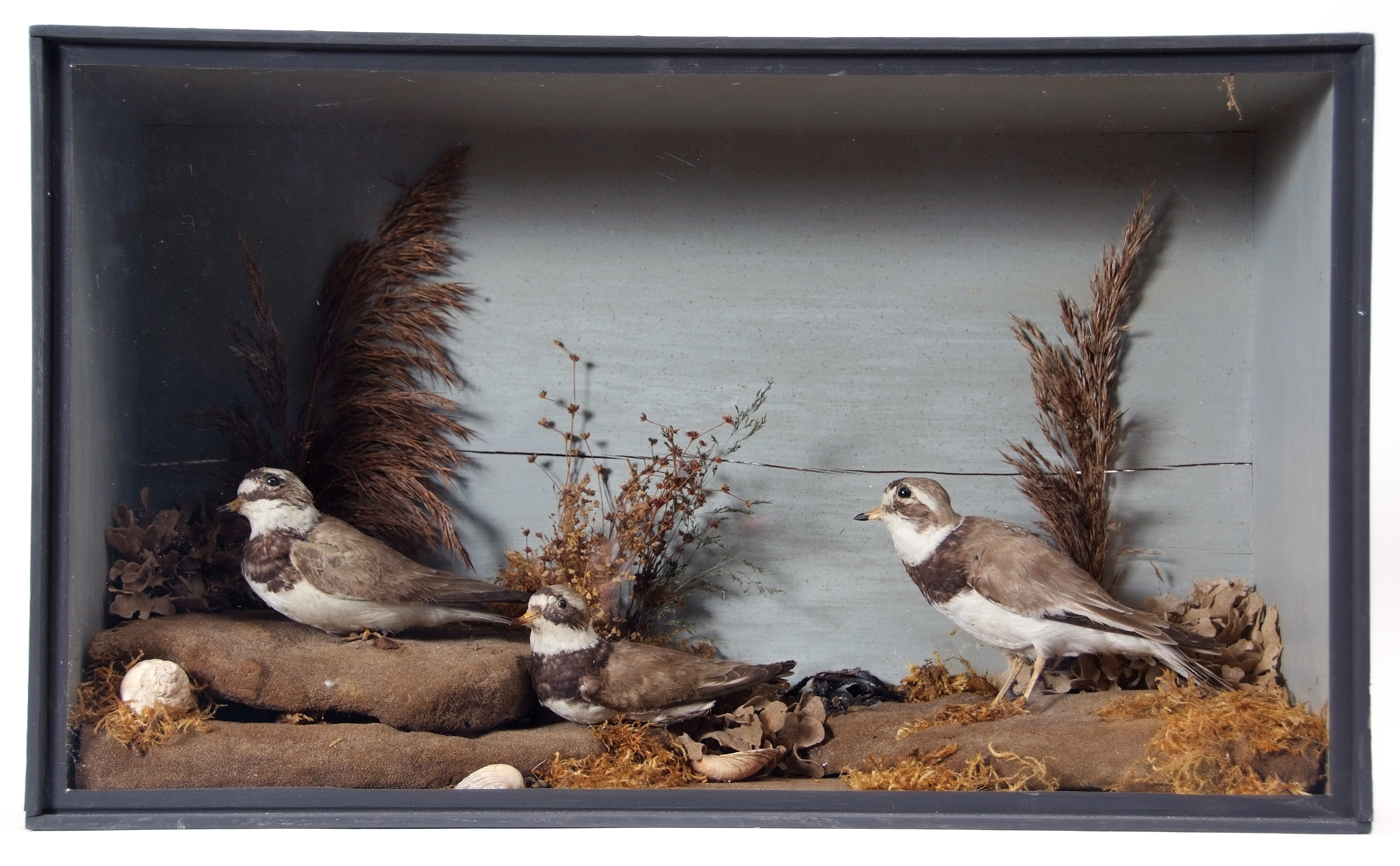 Taxidermy Cased group of 3 Ring Plover in naturalistic setting, 35 x 57cm