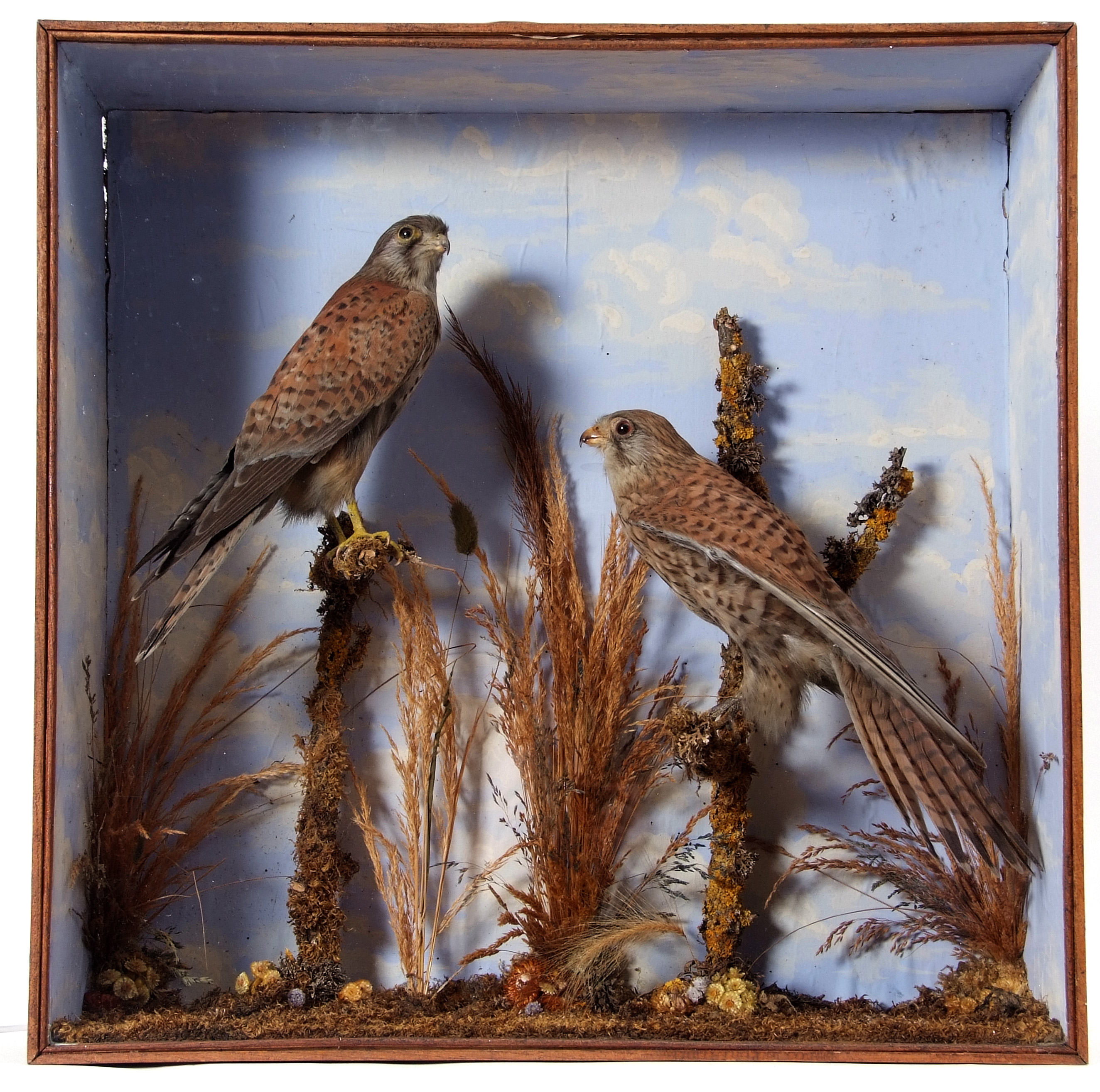 Taxidermy Cased pair of Kestrels in naturalistic setting (pre-1947), 58 x 58cm