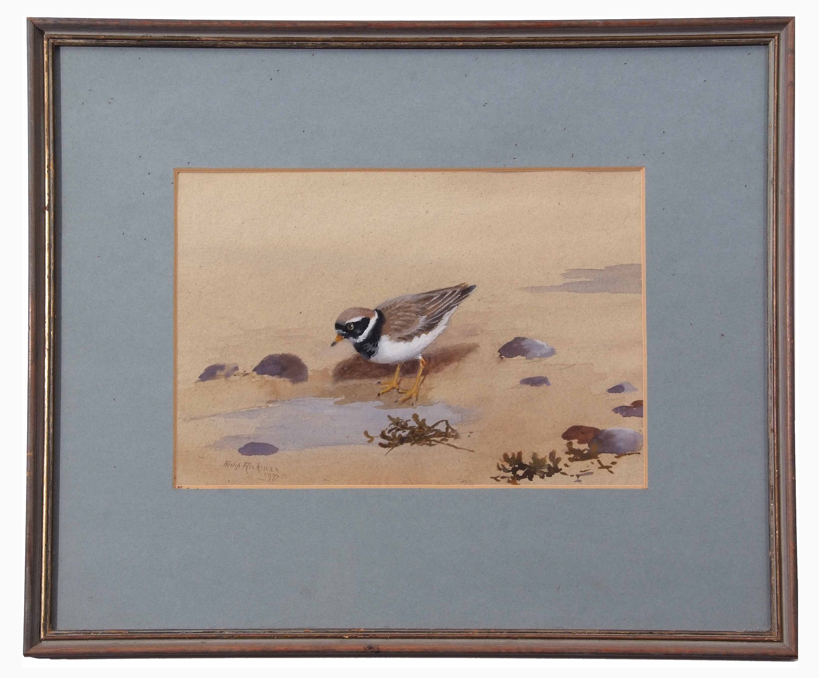 AR Philip Rickman (1891-1982), "Ringed Plover", watercolour, signed and dated 1977 lower right, 18 x - Image 2 of 2