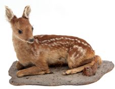 Taxidermy uncased Fawn on naturalistic base