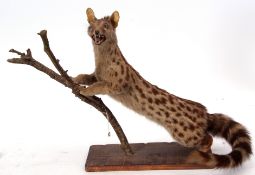 Taxidermy uncased African Genet on mounted base