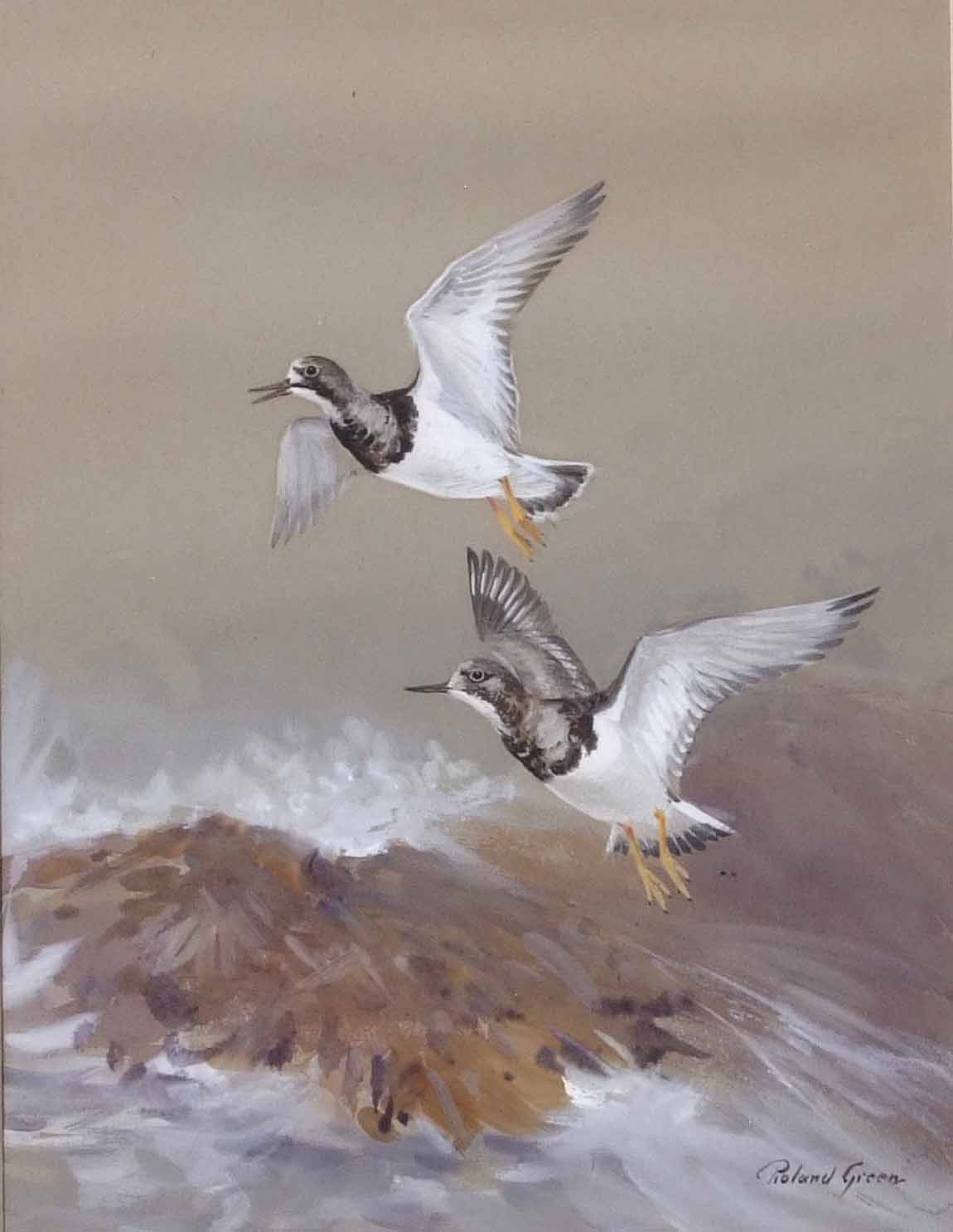 AR Roland Green (1896-1972), Plover in flight over a coast, watercolour and gouache, signed lower