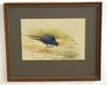 AR Philip Rickman (1891-1982), Pheasant in Woodland, watercolour, signed lower left, 16 x 23cm