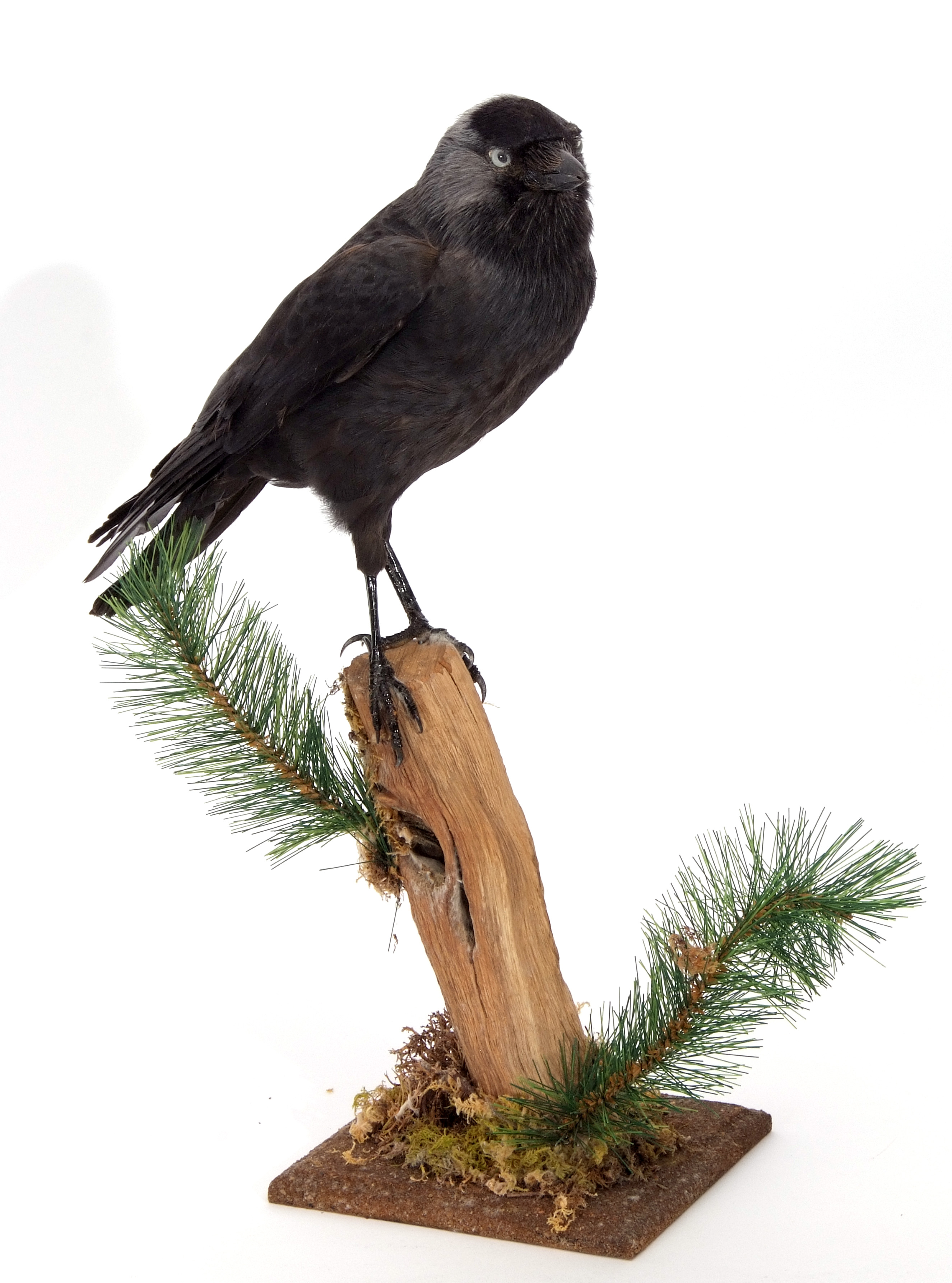 Taxidermy uncased Jackdaw on naturalistic base - Image 2 of 2