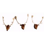 Taxidermy group of three Fallow Deer heads mounted on wall hanging wooden shields by T E Gunn of