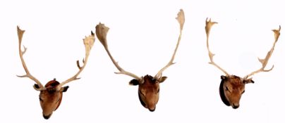 Taxidermy group of three Fallow Deer heads mounted on wall hanging wooden shields by T E Gunn of