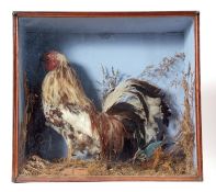 Taxidermy Cased Cockerel and Kingfisher in naturalistic setting, 46 x 51cm