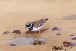 AR Philip Rickman (1891-1982), "Ringed Plover", watercolour, signed and dated 1977 lower right, 18 x