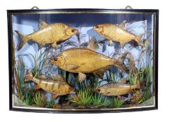 Taxidermy Cased Bream, Perch and Roach in naturalistic setting by W Lowne of Great Yarmouth, case