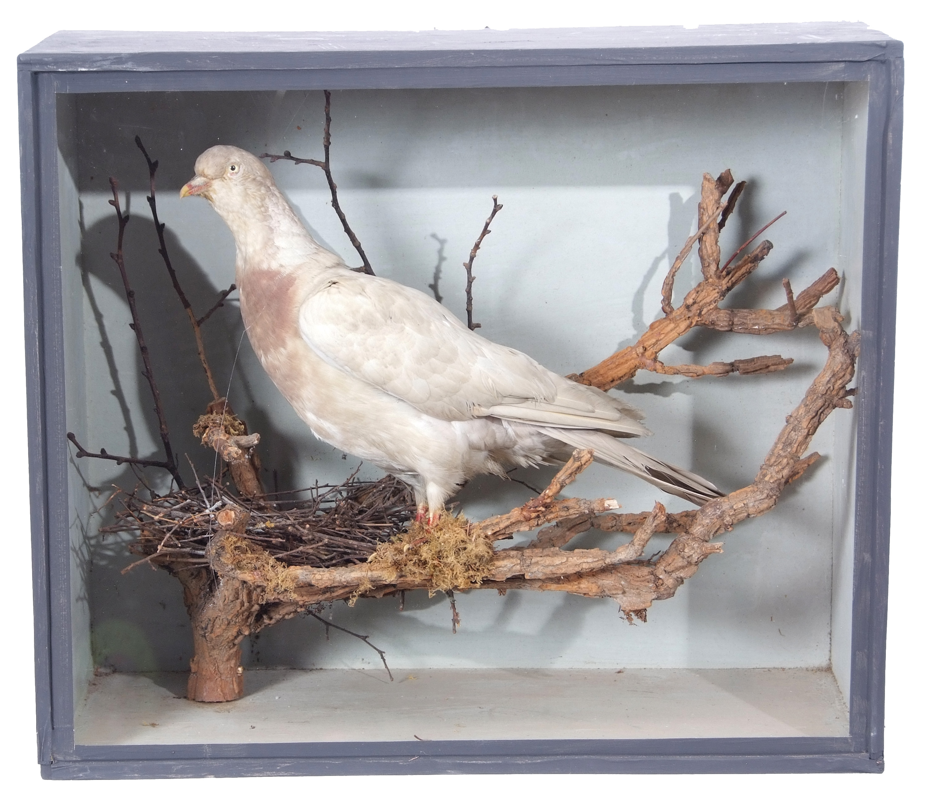Taxidermy Cased White Wood Pidgeon in naturalistic setting, 42 x 50cm