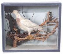 Taxidermy Cased White Wood Pidgeon in naturalistic setting, 42 x 50cm