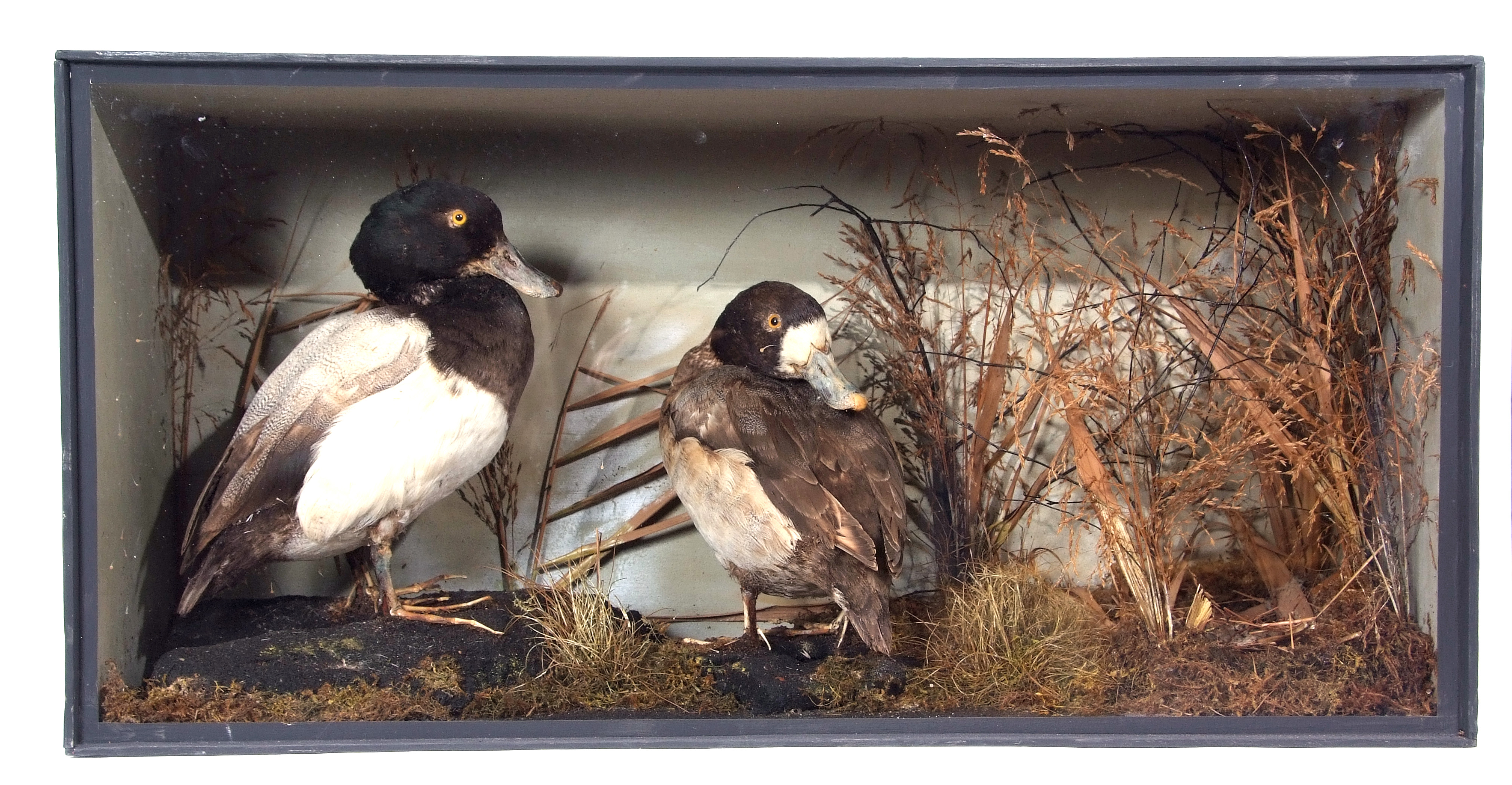 Taxidermy Cased pair of Scaup Ducks in naturalistic setting, 38 x 77cm