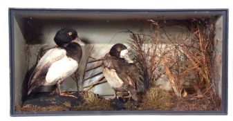 Taxidermy Cased pair of Scaup Ducks in naturalistic setting, 38 x 77cm