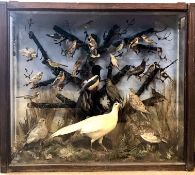 Large Taxidermy Cased group of mixed garden and game birds including Goldfinch, Magpie, Wagtail etc,