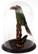 Taxidermy domed Emerald Toucanet and Exotic Butterfly on naturalistic base, 38cm high
