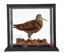 Taxidermy Cased Woodcock on naturalistic base, 30 x 30cm