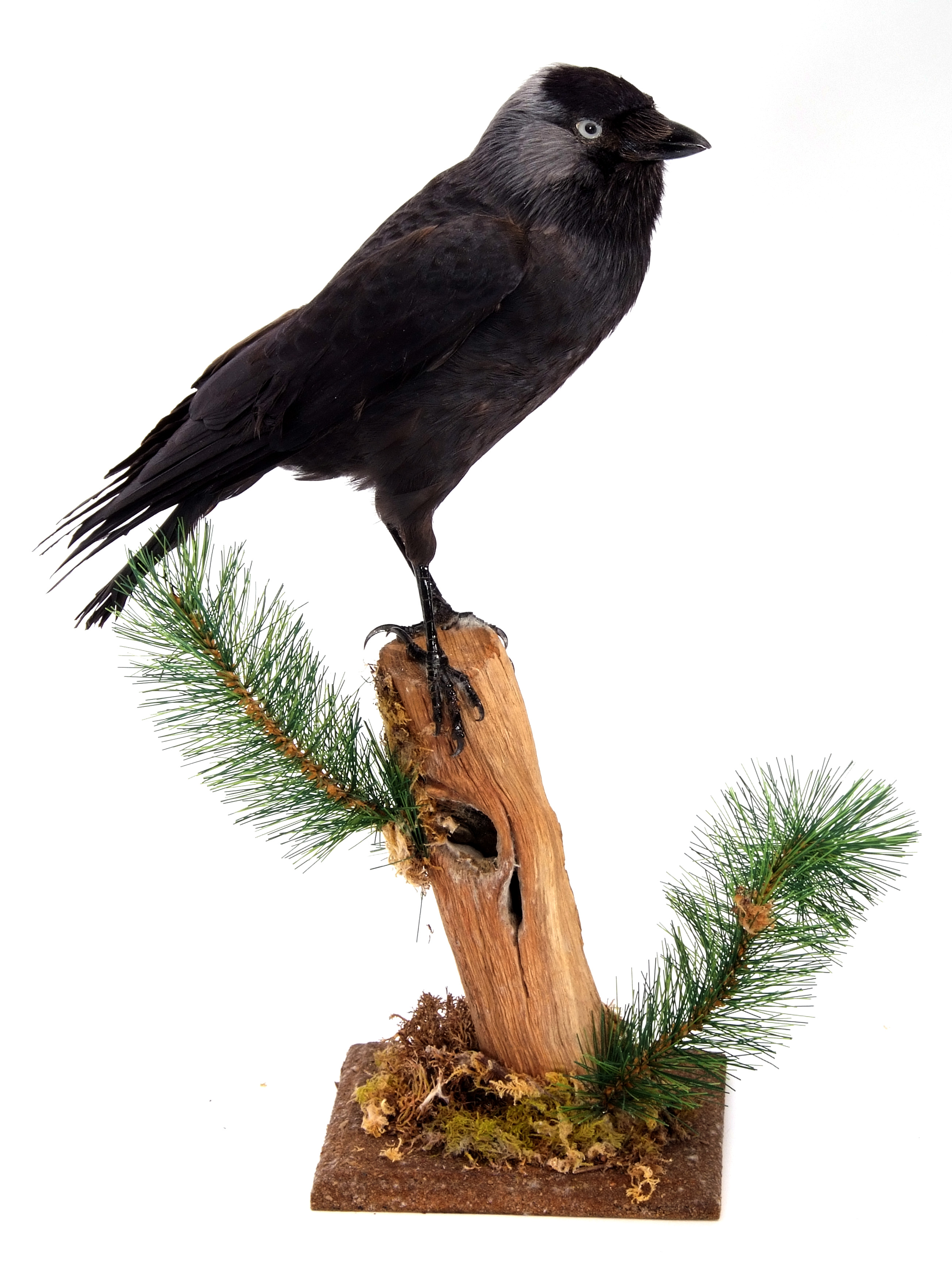 Taxidermy uncased Jackdaw on naturalistic base