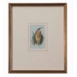 Archibald Thorburn (1860-1935) , Bittern , watercolour, initialled lower right, 11 x 7cm