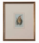 Archibald Thorburn (1860-1935) , Bittern , watercolour, initialled lower right, 11 x 7cm