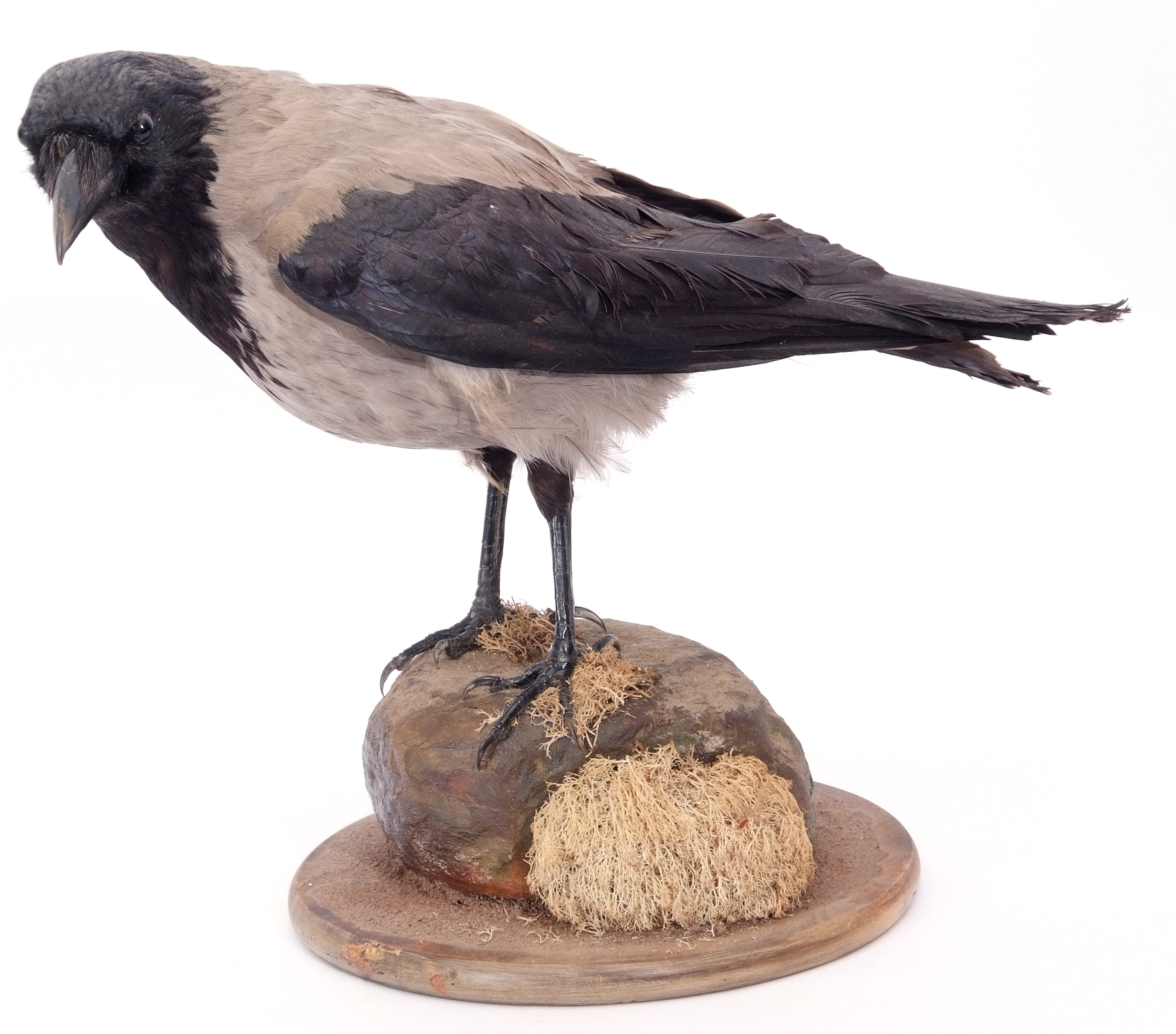 Taxidermy uncased Hooded Crow on naturalistic base