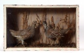 Taxidermy Cased pair of Partridge in naturalistic setting, 38 x 62cm