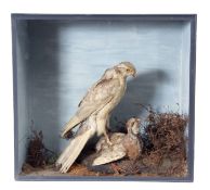Taxidermy Cased Goshawk and Partridge in naturalistic setting, 56 x 61cm (a/f)