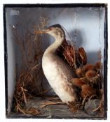 Taxidermy Cased Grebe in naturalistic setting by T E Gunn of Upper St Giles Street, Norwich, 46 x