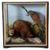 Taxidermy Cased Kestrel and Polecat in naturalistic setting by Hutchings, 48 x 48cm