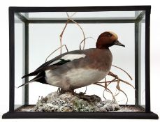 Taxidermy Cased Widgeon on naturalistic base, 35 x 43cm