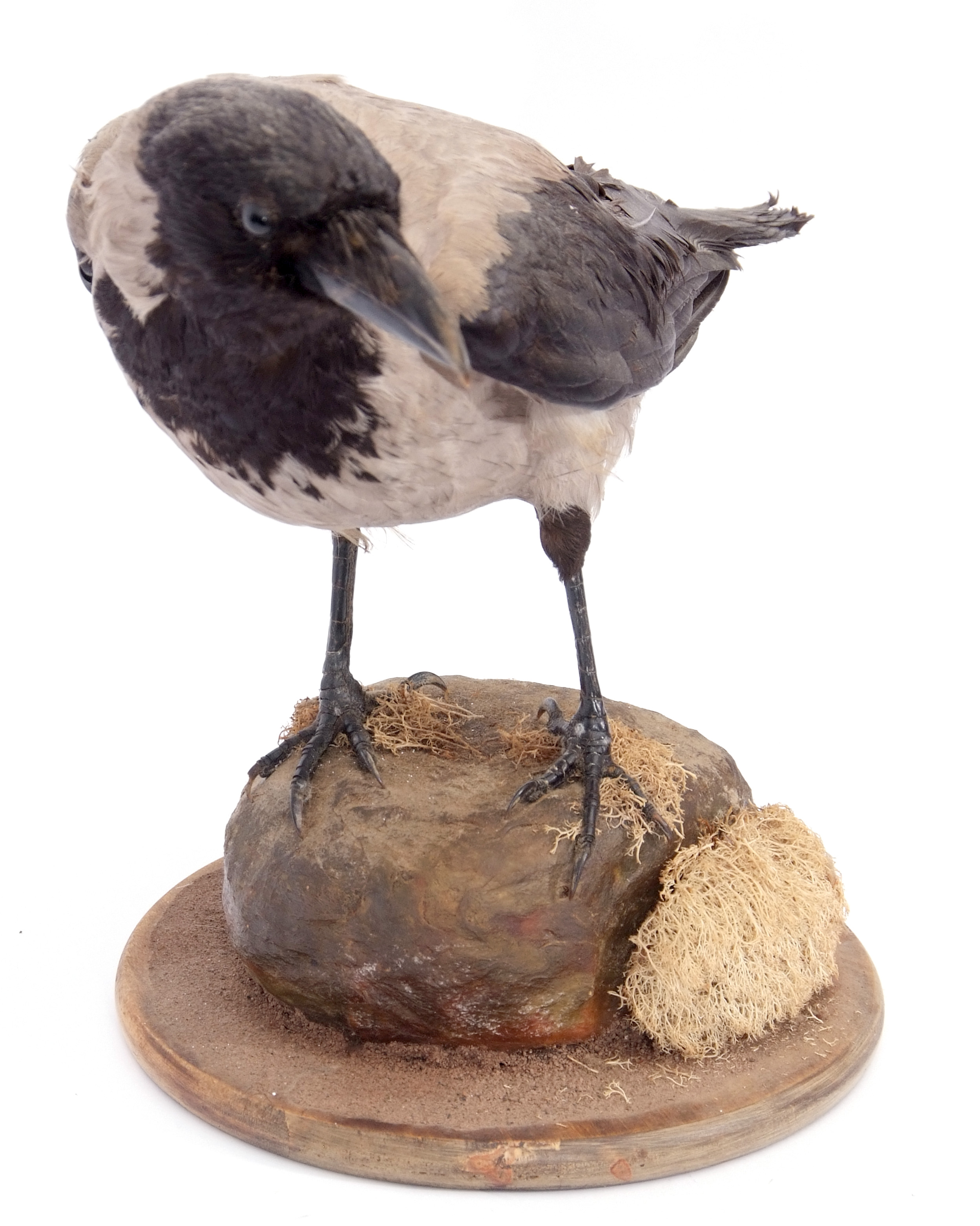 Taxidermy uncased Hooded Crow on naturalistic base - Image 3 of 3
