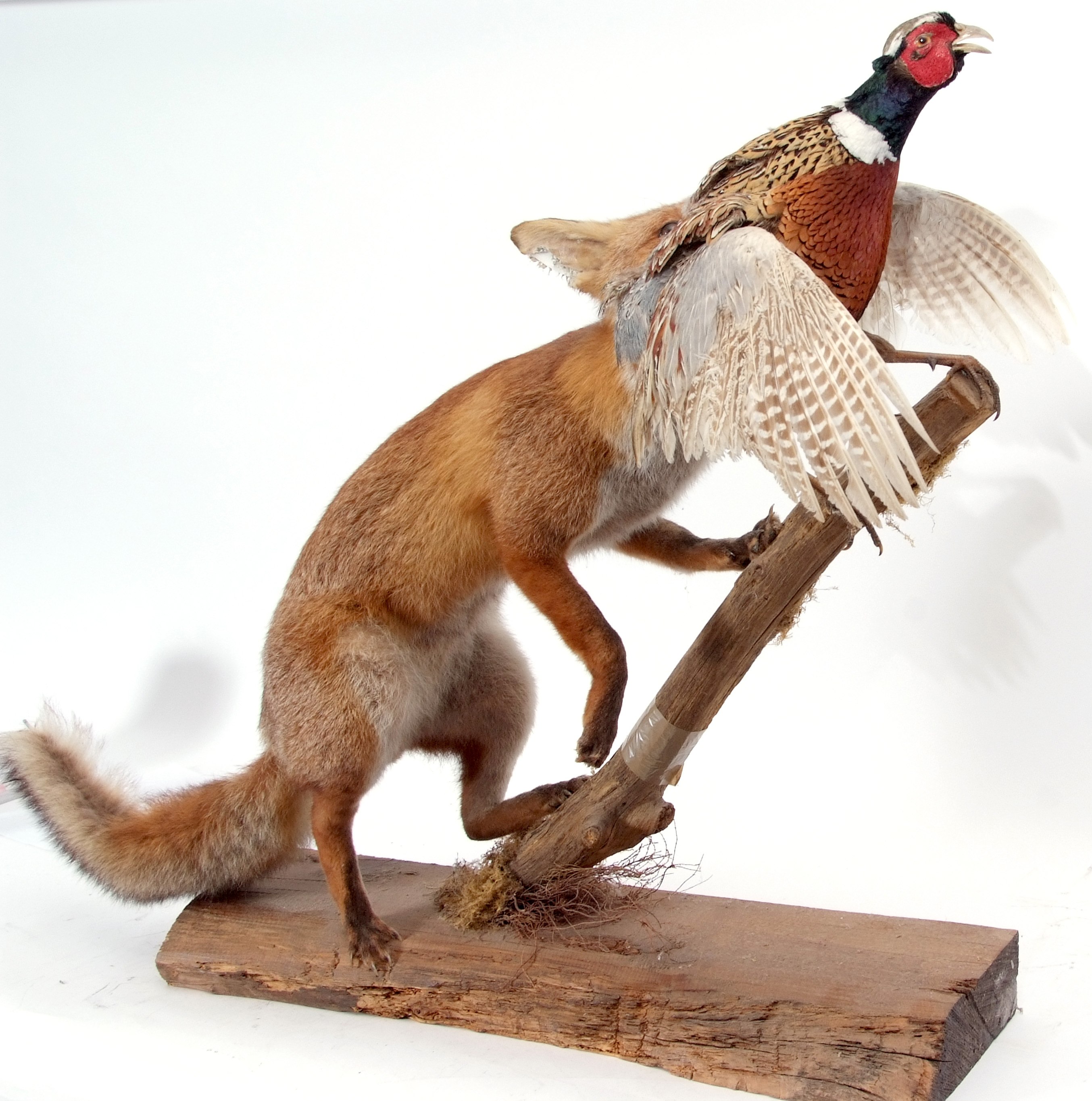 Taxidermy uncased Fox with Pheasant on naturalistic base - Image 2 of 2