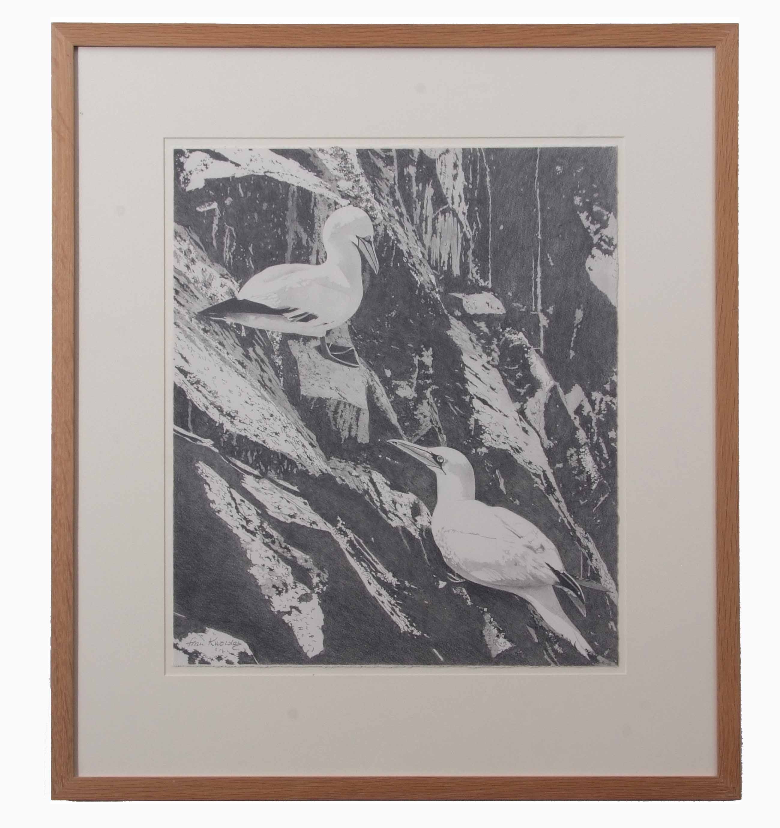 AR Fran Knowles (contemporary), pair of Gannet on a cliff, pencil drawing, signed lower left, 47 x - Image 2 of 2