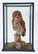 Taxidermy Cased Tawny owl on naturalistic base, 52 x 33cm, with Article 10 licence No 466536/06