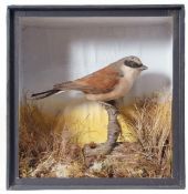 Taxidermy Cased Red Backed Shrike in naturalistic setting, 24 x 28cm