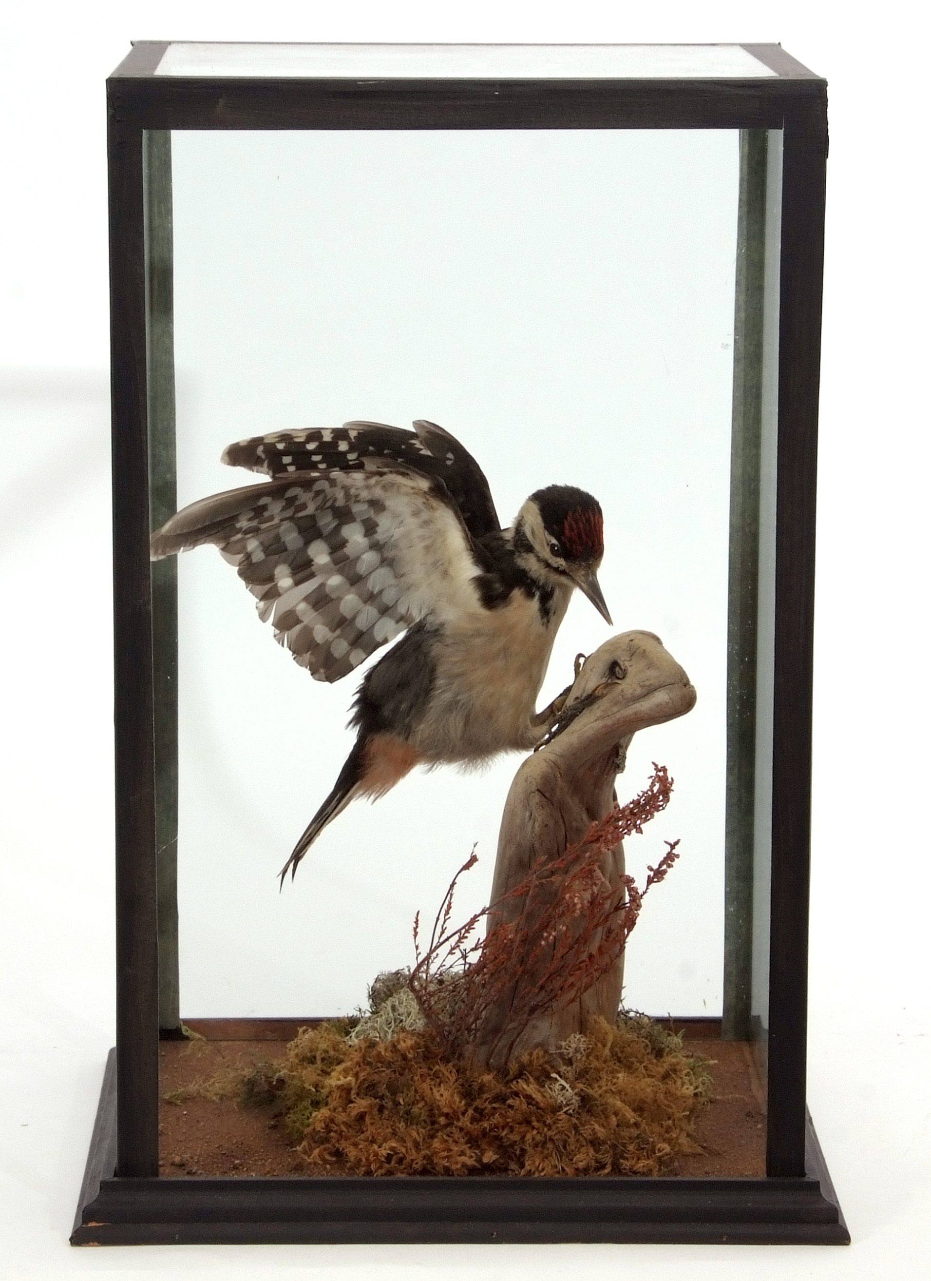 Taxidermy Cased Great Spotted Woodpecker on naturalistic base, 43 x 26cm - Image 2 of 2