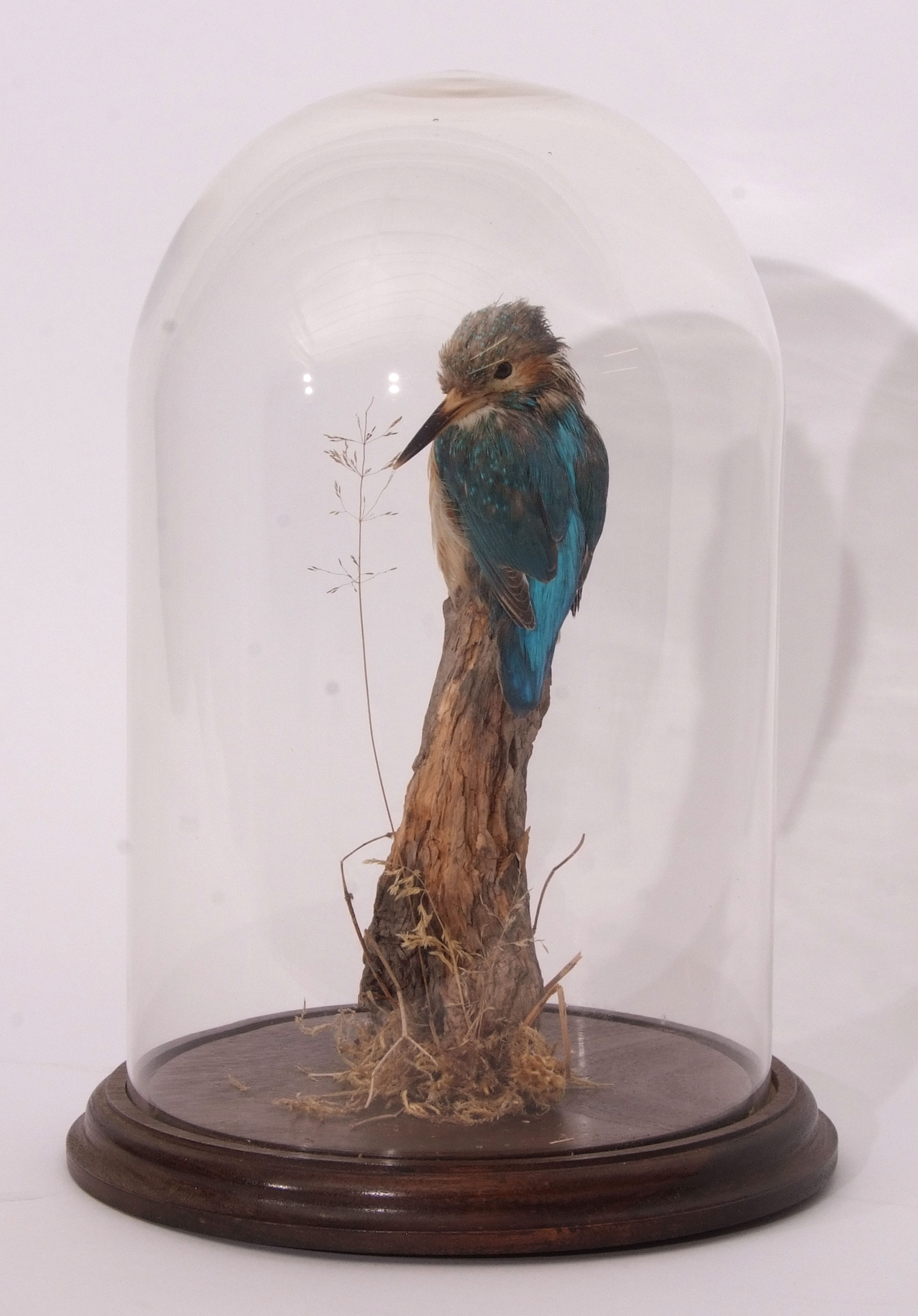 Taxidermy domed KIngfisher on naturalistic base 32cm high