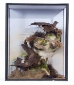 Taxidermy Cased pair of Seabirds in naturalistic coastal setting, 47 x 38cm