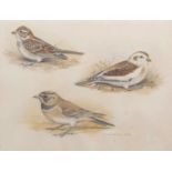 AR Richard A Richardson (1922-1977), 3 Garden Birds, watercolour, signed and dated 1958 lower right,