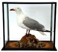 Taxidermy Cased Herring Gull on naturalistic base, 48 x 53cm