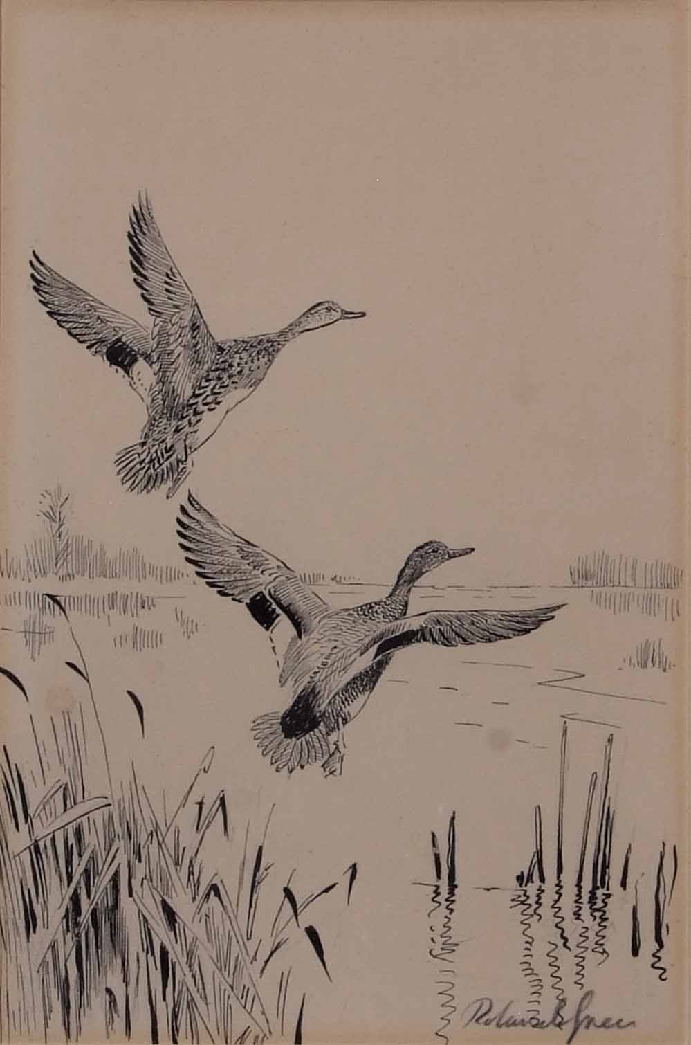 AR Roland Green (1896-1972), Mallard alighting, pen and ink drawing, signed in pencil to lower