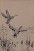 AR Roland Green (1896-1972), Mallard alighting, pen and ink drawing, signed in pencil to lower